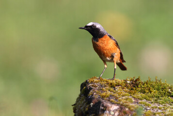 Common redstart with summer plumage, Phoenicurus phoenicurus