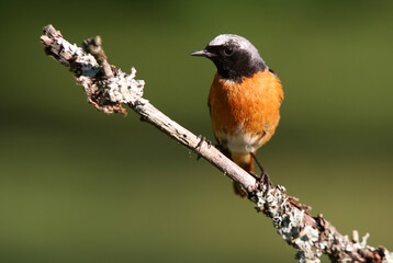 Common redstart male with the last lights of the evening