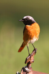 Common redstart with summer plumage, Phoenicurus phoenicurus