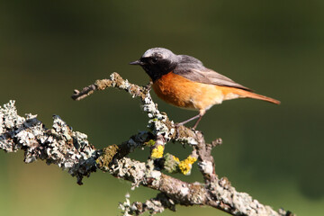 Common redstart male with the last lights of the evening