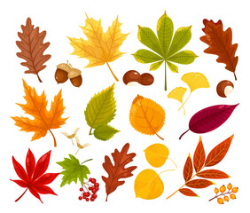 Obraz premium Vector set of colorful autumn fall leaves and berries. Forest design elements with oak, maple, ginko, ash, linden, chestnut, poplar, acorn, sea ​​buckthorn.