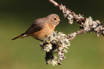 Common redstart female on a branch with the last evening lights