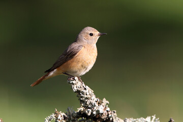 Female of Common redstart, Phoenicurus phoenicurus