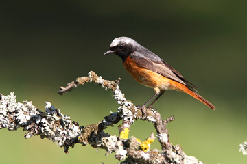 Common redstart with summer plumage, Phoenicurus phoenicurus
