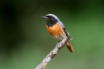 Common redstart with summer plumage, Phoenicurus phoenicurus