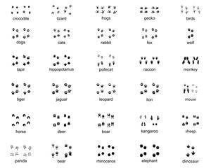 Set of footprints of wild animals on a white background