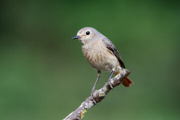Female of Common redstart, Phoenicurus phoenicurus