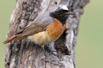 Common redstart male with the last lights of the evening