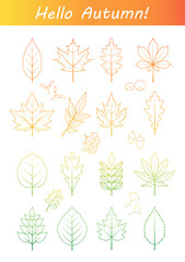 Vector set of colorful autumn fall leaves and berries. Forest design elements with oak, maple, ginko, ash, linden, chestnut, poplar, acorn, sea ​​buckthorn. Hand drawn illustration. Outline icons.
