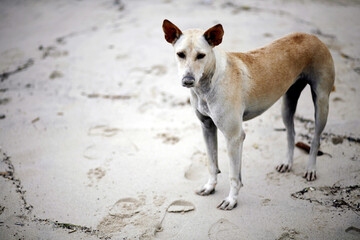 Stray dog on the beach