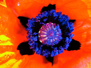detail of red poppy flower