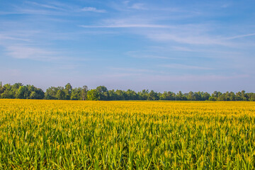 A corn field in the spring background