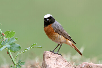 Common redstart male with the last lights of the evening