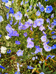 Fototapeta premium blue flower bells