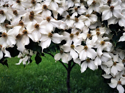 Cronus Cousa Plant Flowers