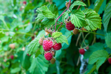 Pink raspberry berries and green leaves.