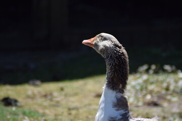 goose on the farm outside in the summer time alone with the plants and nature
