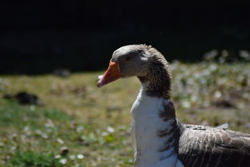 goose on the farm outside in the summer time alone with the plants and nature