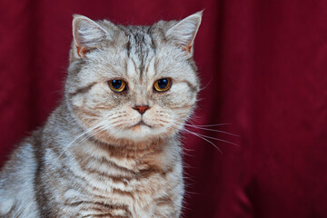 British cat sits, burgundy background
