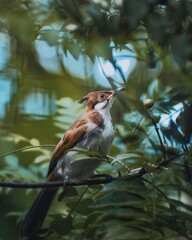Red-whiskered Bulbul, sitting on a branch.