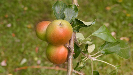 apples on a branch