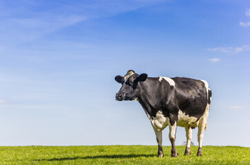 Frisian Holstein cow standing in the grass in Gaasterland, Netherlands