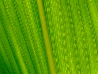 corn leaf in backlit, full format