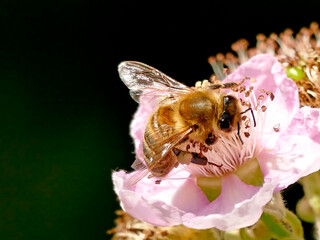 bee on flower of a blackberry