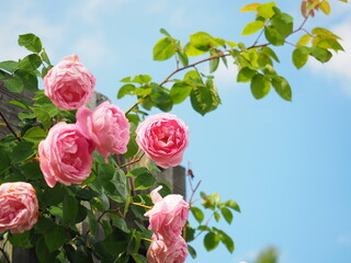 北海道の風景 えこりん村 ローズガーデン