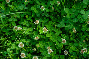 Background texture green clover with white flowers. An image of a field of flowering clover.