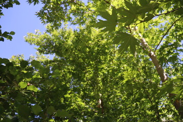 
green leaves background of sycamore trees