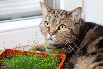 british cat lies by the green grass in a pot on the windowsill