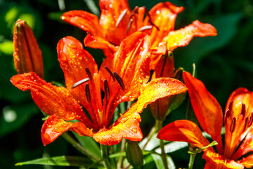 Naklejka na ściany i meble Beautiful orange lily on flowerbed in the garden