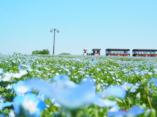 北海道の風景 サッポロさとらんど ネモフィラの丘