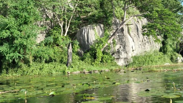 Limestone mountain with rock cliff with green forest and reed field in lake, Traveling by boat on the vast wetland at Khao Sam Roi Yot National Park, Thailand