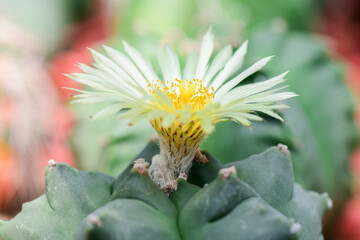 Closeup and Selective Focus Cactus flower,The color and beauty of pollen.