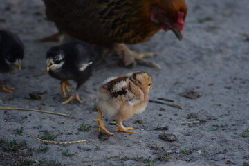 chicks chickens outside on the farm in the summer time with feathers new born out of egg