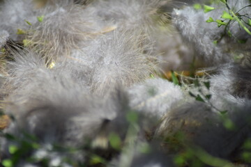 chicks chickens outside on the farm in the summer time with feathers new born out of egg