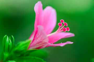 Closeup and Selective Focus Pink Blossom Hibiscus or Shoe flower in the garden.