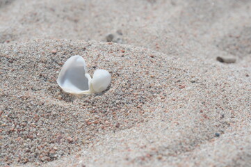 Fototapeta na wymiar white shell in the sand under the sun