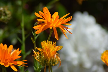colorful flowers in the summer time sun outside with green background in the garden on the farm