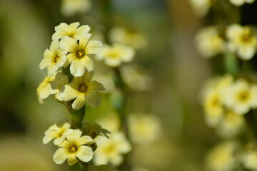 colorful flowers in the summer time sun outside with green background in the garden on the farm