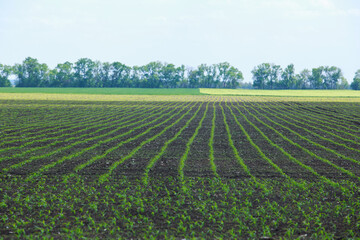 Fototapeta na wymiar Field sown with corn