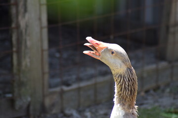 goose outside on the farm in the summertime enjoying food