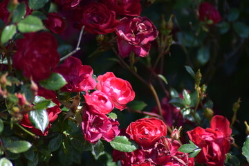 red pink roses a lot in sunshine on a summer day