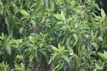 Nature, Plants, Flowers, Greenery, Sky, Sun, Freedom