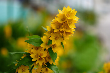 Closeup of beautiful yellow flowers in the garden. Summer flowers closeup