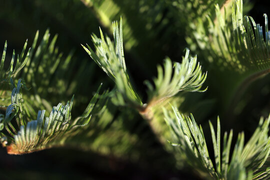 Cycas Cycaspalme Pflanze Farn