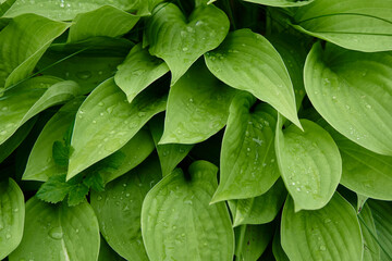 Green leaf with water drops for background. Closeup nature view of green leaf in garden at summer under sunlight. Natural green plants landscape using as a background or wallpaper.