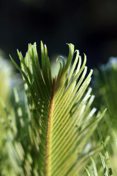 Cycas Cycaspalme Pflanze Farn